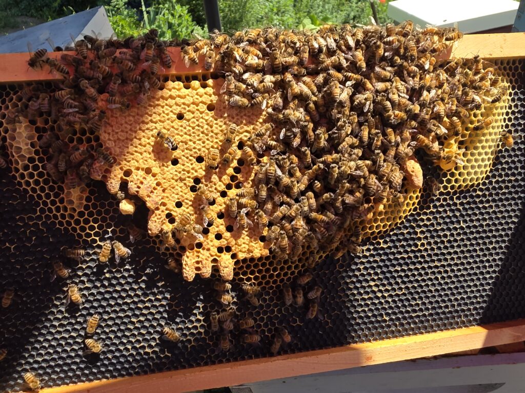 Swarm Cells in Queen Hotel