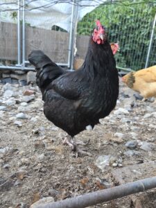 chicken