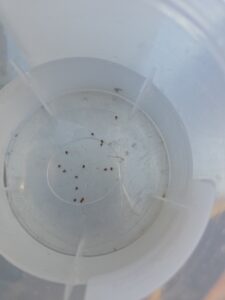Alcohol Wash Mite Test