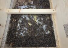 1/3/26 Food Check.  All 5 hives are alive
