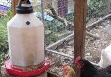 chicken coop