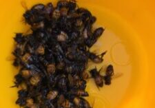 Bee Test Sample
